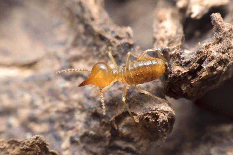 termites insect