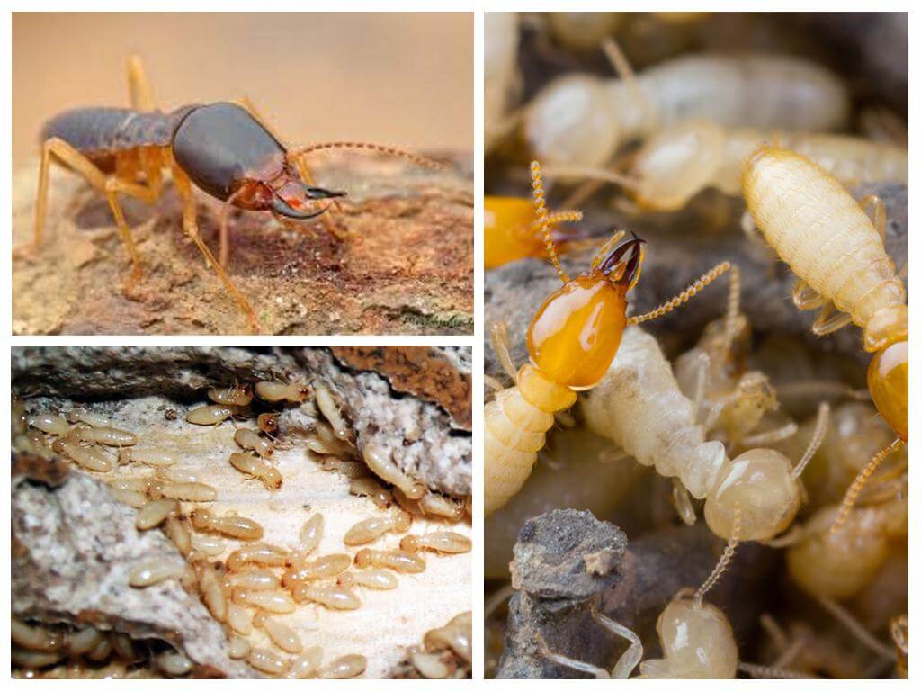 termites à Chemillé en Anjou