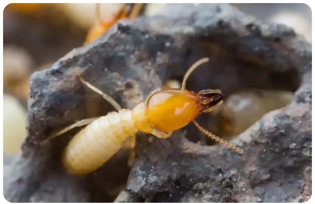 termites à Chemillé en Anjou